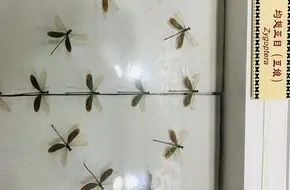 Chengdu Huaxi Insect Museum