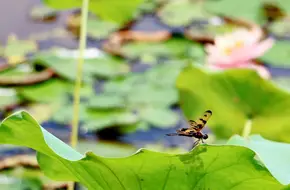 South China Agricultural University Wetland Park