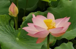 Green Lotus Terrace