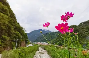 Peony Bridge