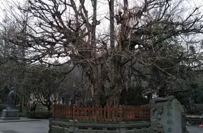 Zhangsong Ginkgo