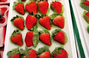 Xingwang Strawberry Garden