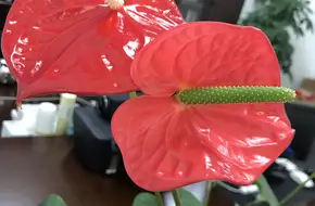 Luogang Lizhi Mushroom