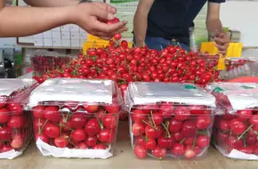 Chengxi Family Farm