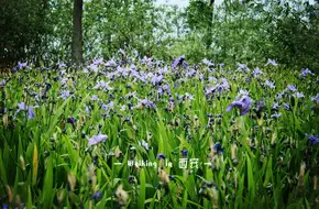 Baqiao Ecological Wetland Park