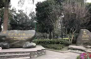 Ancient Stump Garden