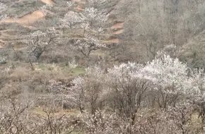 Huaxu Cherry Blossom Valley