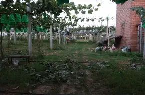 Yuwei Grape Picking Farm