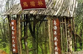 Panda Forest