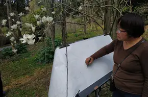 Magnolia Garden