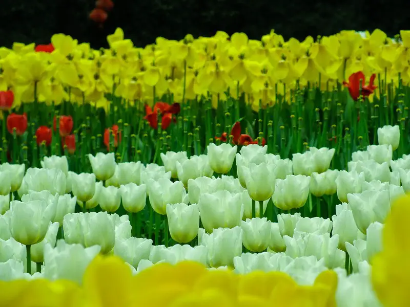 Chongqing Flower Garden