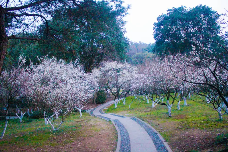 Lingfeng Plum Garden