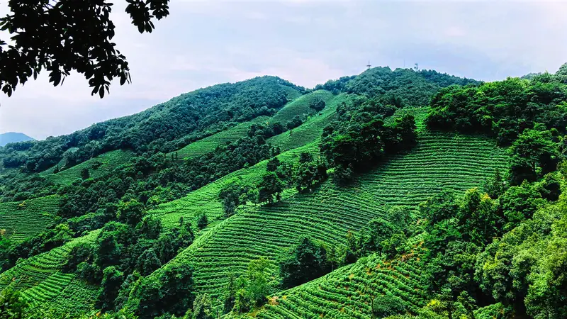Longjing Village
