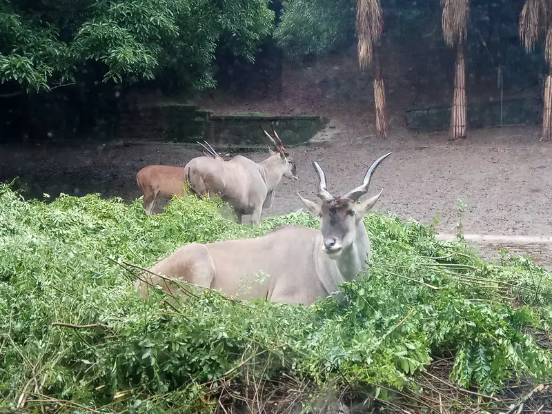 Chongqing Zoo 