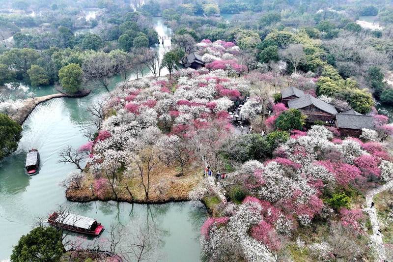 Curved Water Plump Bloom