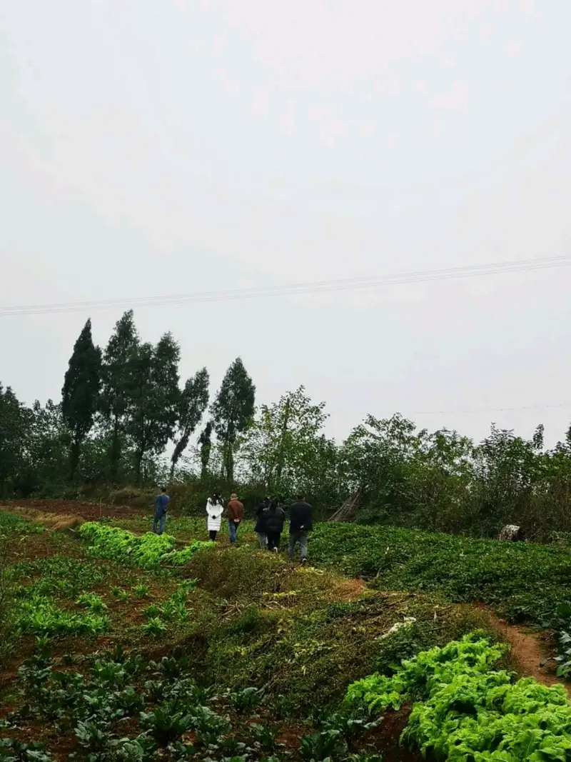 Yudong Black-Skinned Cherry Picking Base