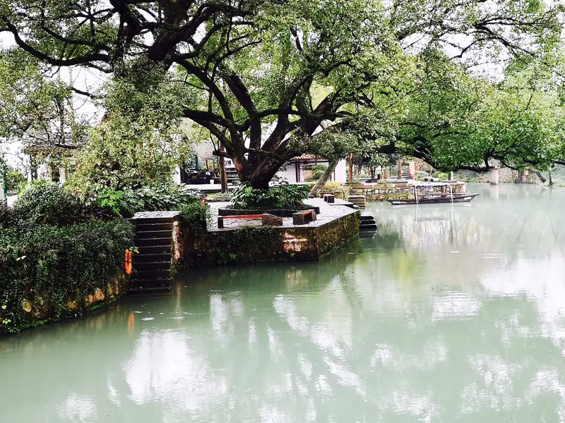 Xixi Wetland Giant Camphor Tree