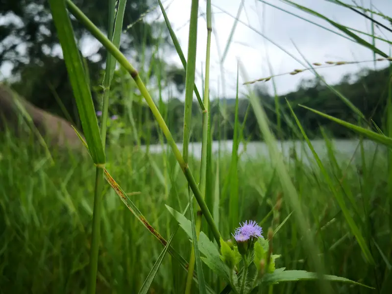 Xiamen University Reservoir