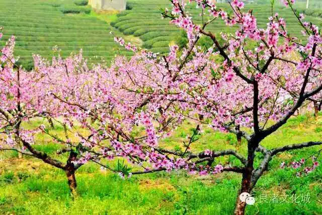 Green Beauty Farm