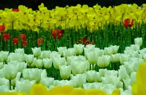 Chongqing Flower Garden