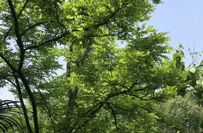 Futian Eco-Park