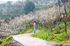Baisheng Black Cherry Farm