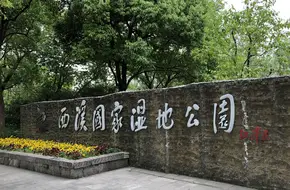Xixi Wetland Giant Camphor Tree
