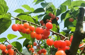 Green Beauty Farm