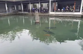 Yuquan Fish Leaping