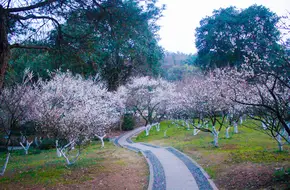 Lingfeng Plum Garden
