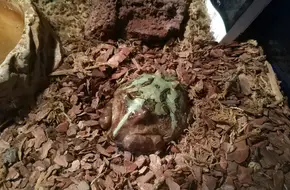Super Cute Creatures (Xiamen Store)
