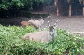 Chongqing Zoo 