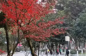 Chinese Virtue Park