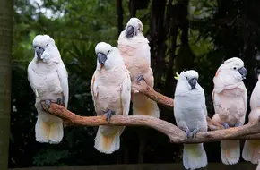 Lingling Animal Kingdom