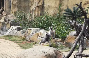 Xiamen Lingling International Circus City