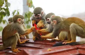 Chongqing Zoo 