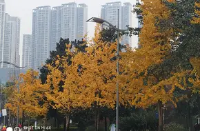 Yuanju Old Street Ancient Town