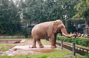 Chongqing Zoo 