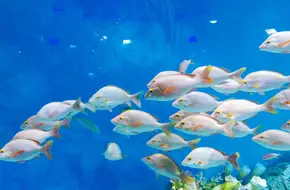 Chongqing Hanhai Ocean Park