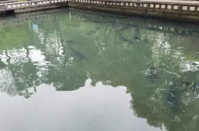 Yuquan Fish Leaping
