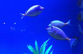 Chongqing Happy Ocean World