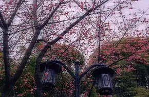 Yidu Park