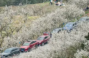 Banan District Baisheng Wupi Cherry Orchard