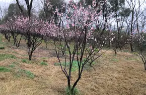 Xixi Qianliu Xia