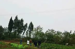 Yudong Black-Skinned Cherry Picking Base