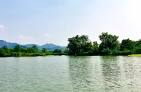 Xixi Wetland 