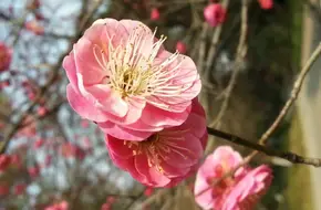Lingfeng Plum Garden