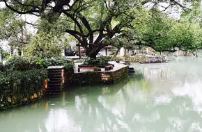 Xixi Wetland Giant Camphor Tree