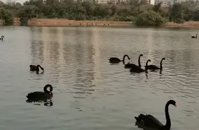 Wuyuan Bay Swan Lake