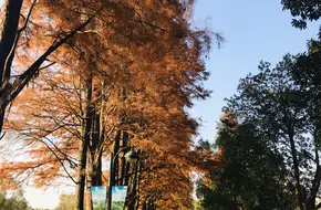 Qingfu Bridge